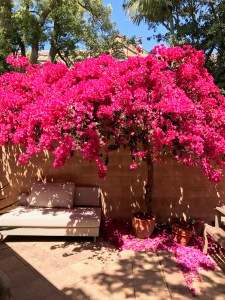 cucinia italian villa sydney