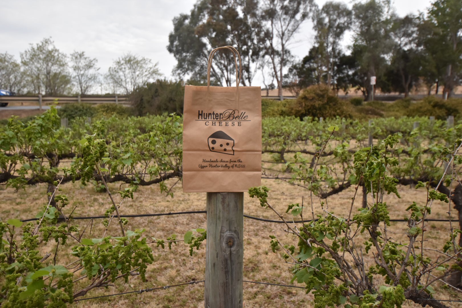 sydney food wine blog hunter valley belle cheese