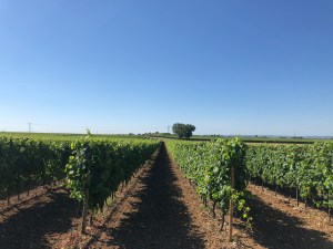 Cognac France, Sydney food blogger